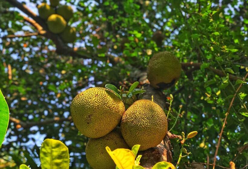 پانسیون Ella's Villa Siem Reap