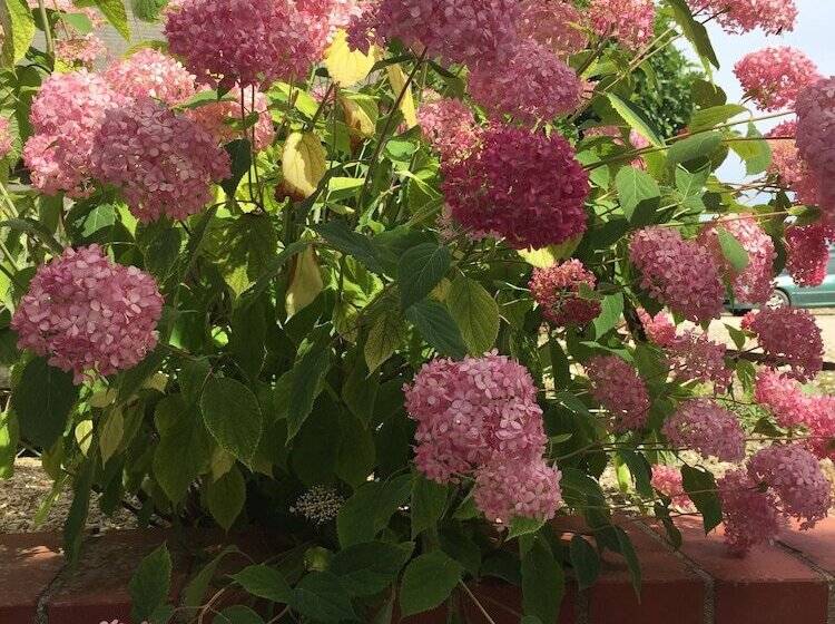 Пансион Un Figuier Dans Notre Jardin