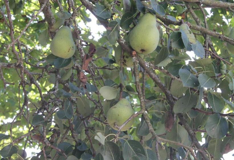 פנסיון Casa Costoya