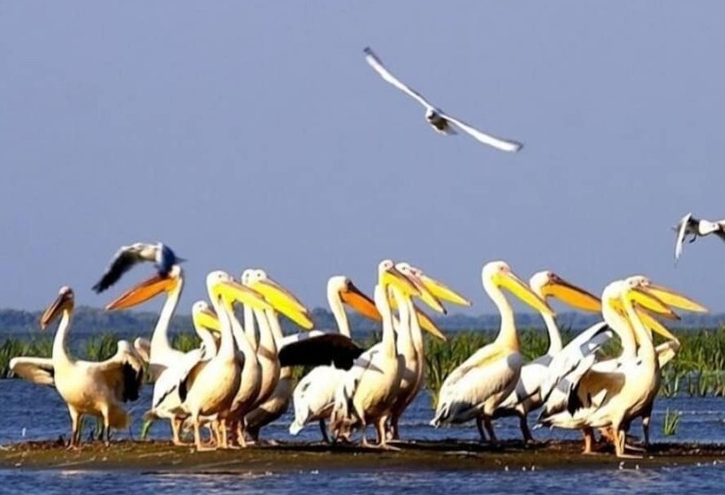 Отель Delta Palace