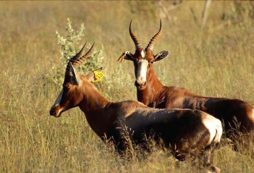 فندق Sisibala Game Farm