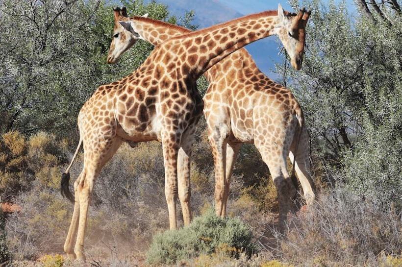 בית מלון כפרי The Wild Blue Lodge Safari & Spa