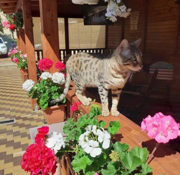 Пансион Casa Stefan Galati