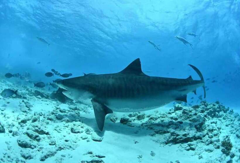 پانسیون Scuba Residence