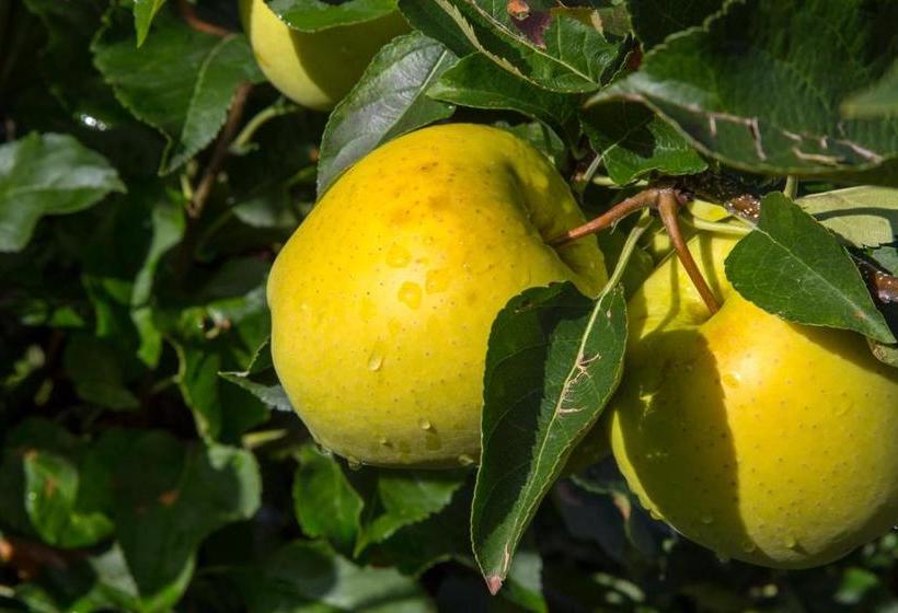 בית מלון כפרי Pension Obertaberhof