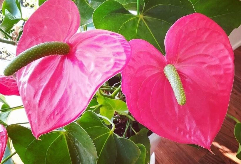 ホテル Cottage Makai