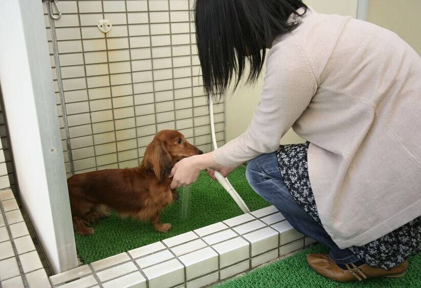 בית מלון כפרי Shibugoe Onjuku