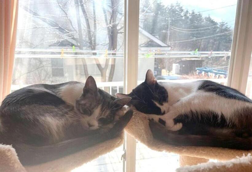 پانسیون Blanche Mori