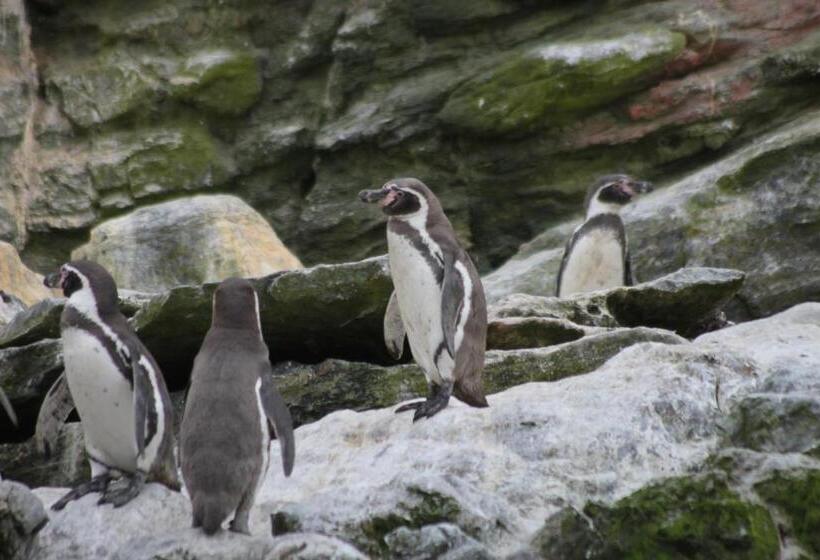 פנסיון Cabaña Albergo Punta De Choros