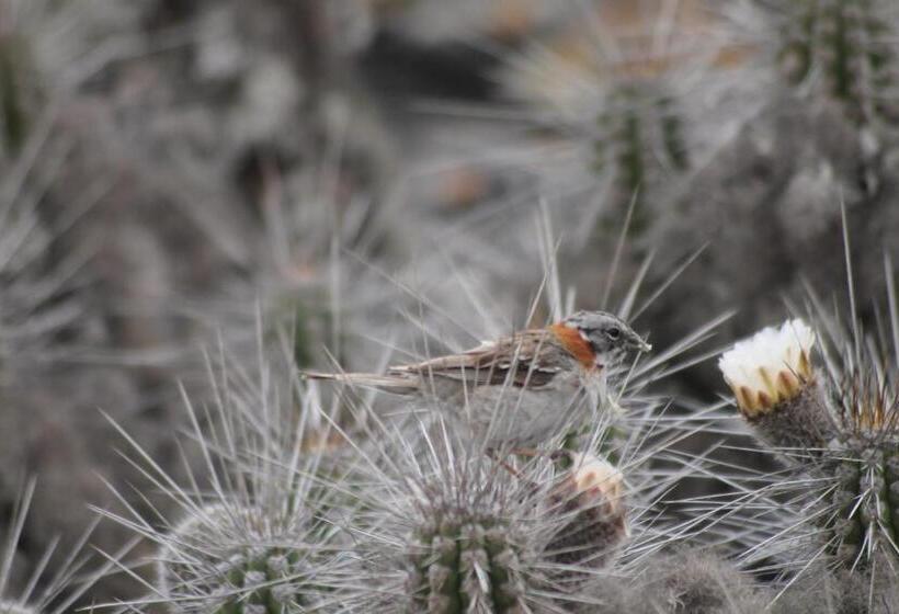 פנסיון Cabaña Albergo Punta De Choros