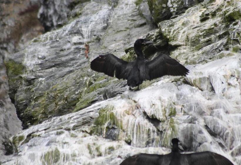 ペンション Cabaña Albergo Punta De Choros