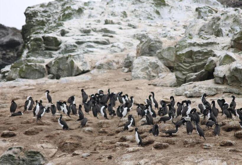 פנסיון Cabaña Albergo Punta De Choros