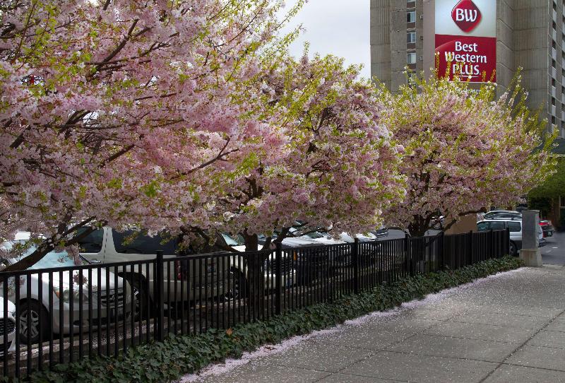 בית מלון כפרי Best Western Plus City Center