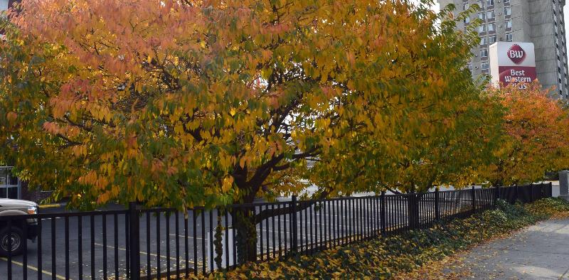 酒店 Best Western Plus City Center