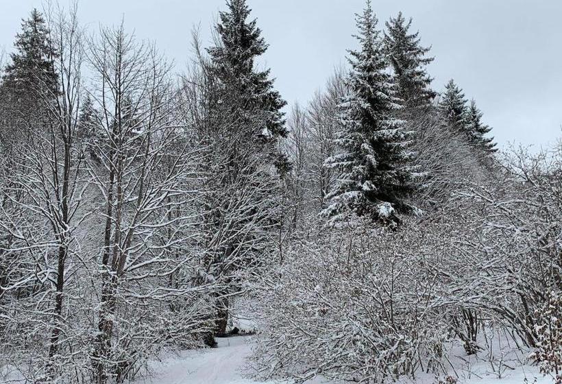 Bakuriani House In Forest