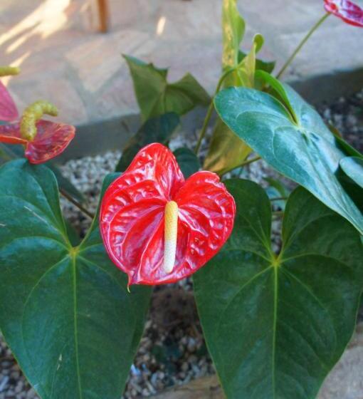 فندق Cantinho Das Flores