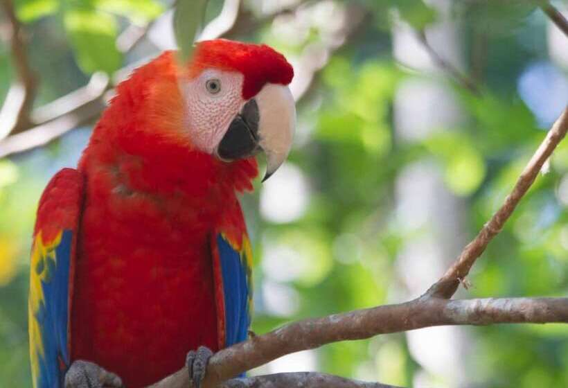 فندق Jungle Lodge At Wild Sun Rescue Center