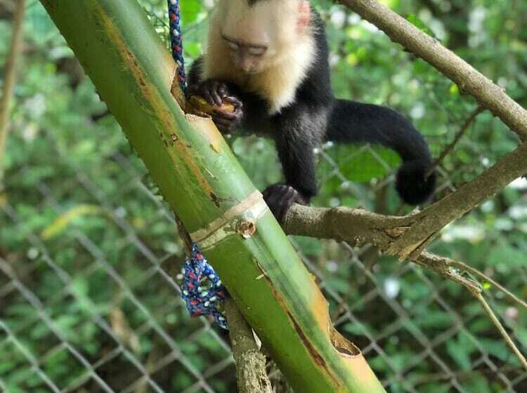 فندق Jungle Lodge At Wild Sun Rescue Center