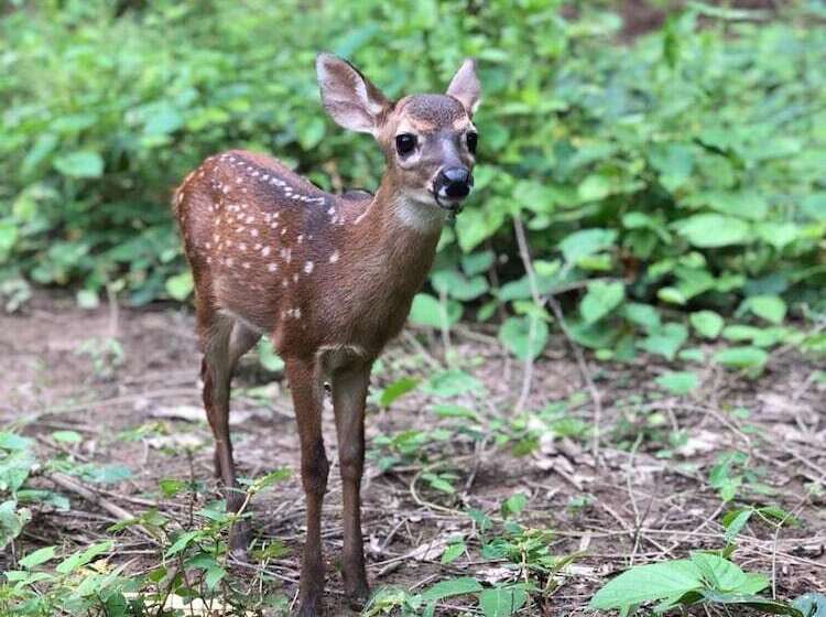 فندق Jungle Lodge At Wild Sun Rescue Center