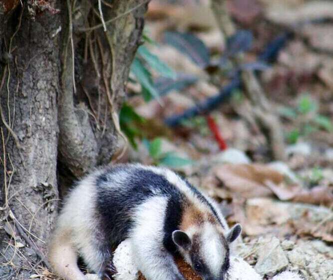 فندق Jungle Lodge At Wild Sun Rescue Center