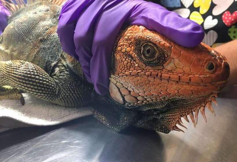 فندق Jungle Lodge At Wild Sun Rescue Center