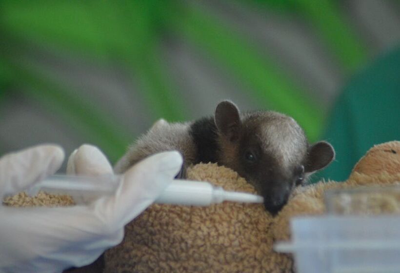 فندق Jungle Lodge At Wild Sun Rescue Center