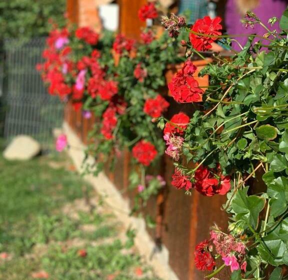 Pensiunea Colt De Rai