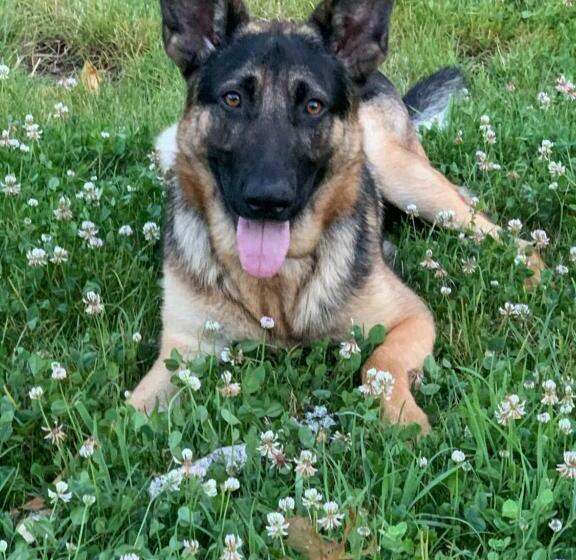 ベッドアンドブレックファースト Villa Franciana