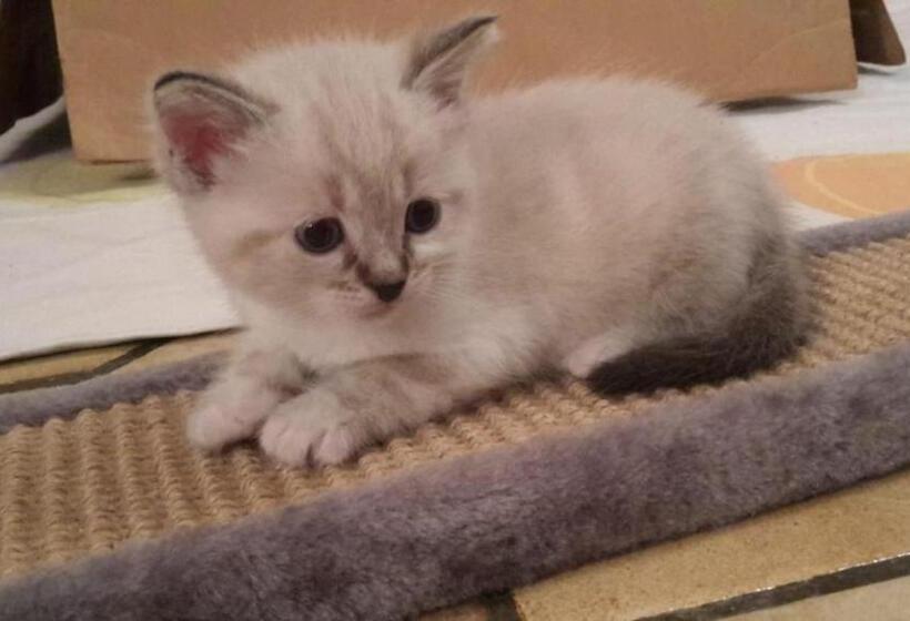 פנסיון L Epervier Blanc