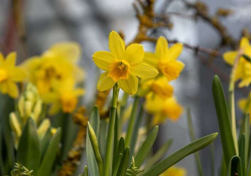 La Verriere Du Baron Greau