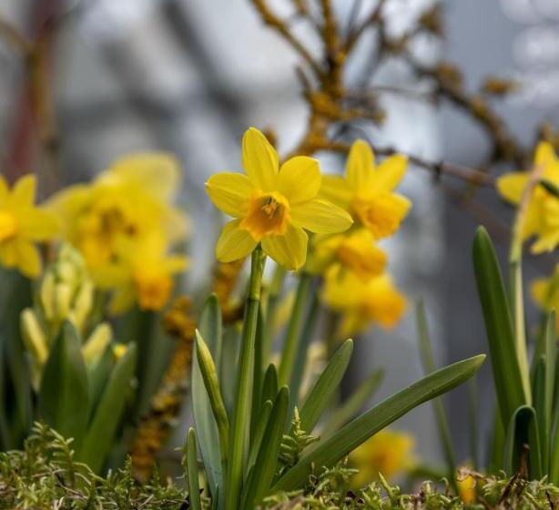 La Verriere Du Baron Greau