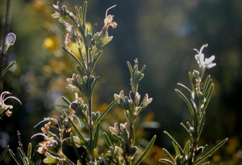 Le Mouton à 5 Pattes Aubagnecassisaix En Provence