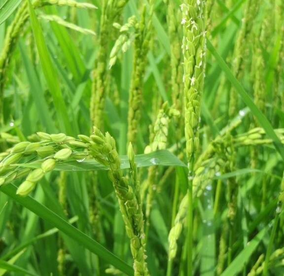 Agriturismo Le Risaie