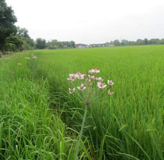 Agriturismo Le Risaie