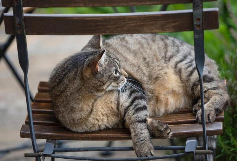 Bed and Breakfast Le Roucadel