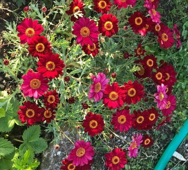 منتجع Antichi Casali