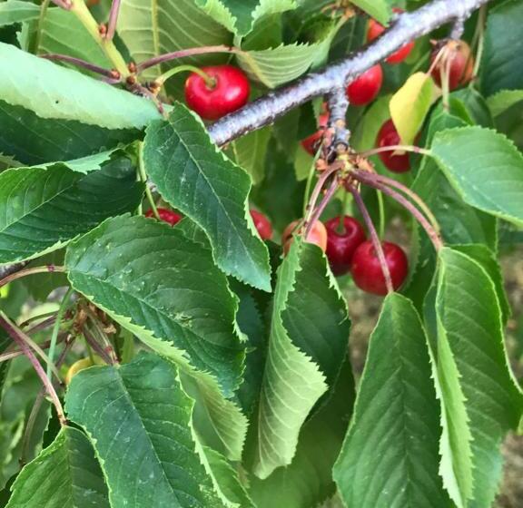 리조트 Antichi Casali