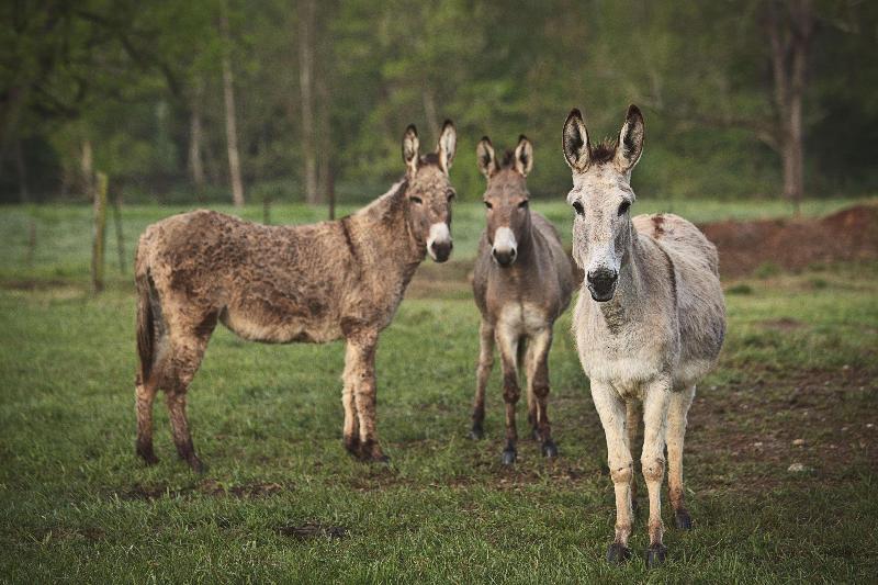 هتل The Hermitage