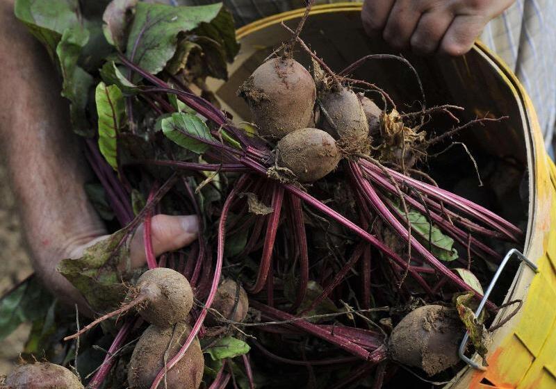 هتل The Hermitage