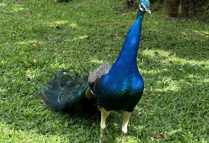 ホテル Wild Ginger