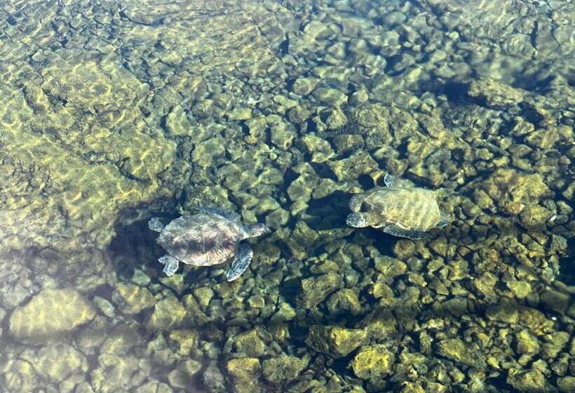 ホテル Wild Ginger