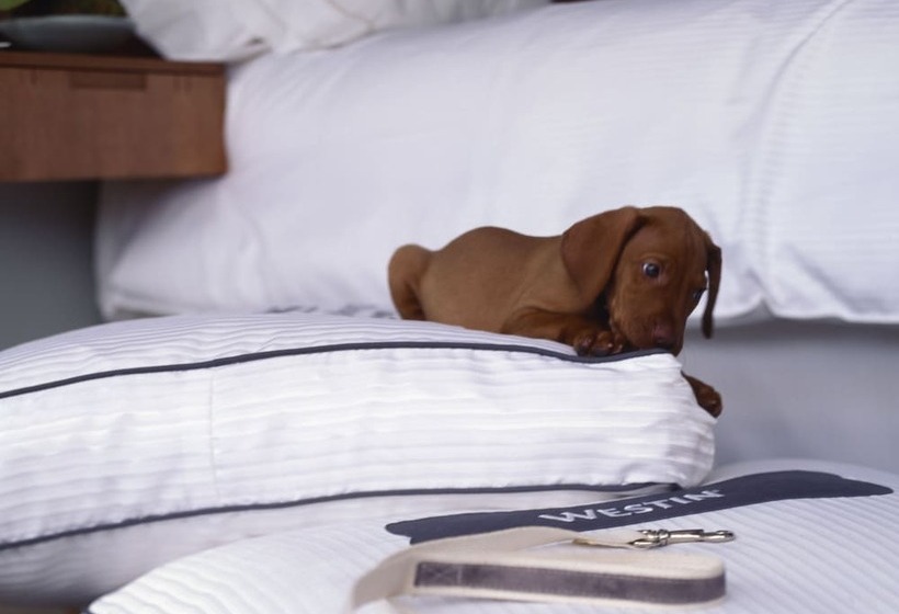 The Westin San Francisco Airport