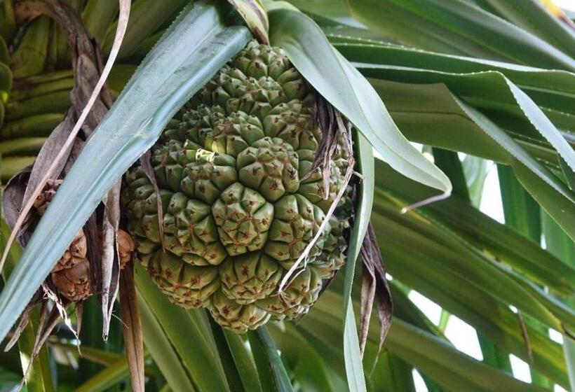 ホテル Eden Rock Zanzibar