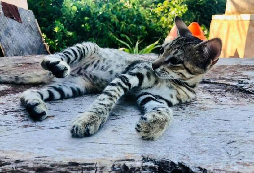 ホテル Eden Rock Zanzibar