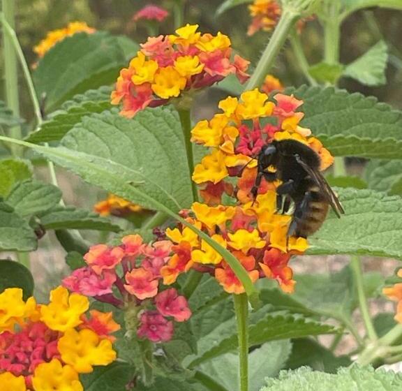 بنسيون Chambre D Hôtes A Vadina Porticcio