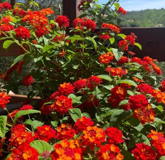 بنسيون Chambre D Hôtes A Vadina Porticcio