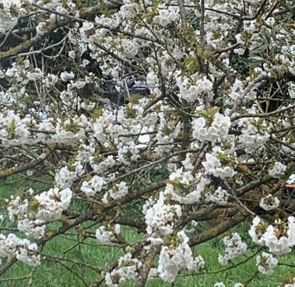 مبيت وإفطار Arturo & Trilly