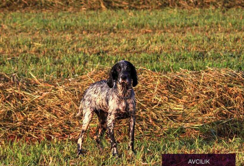 Hotel Butterfly Butik