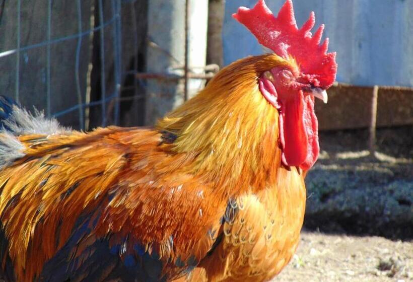 مبيت وإفطار Casale Rurale