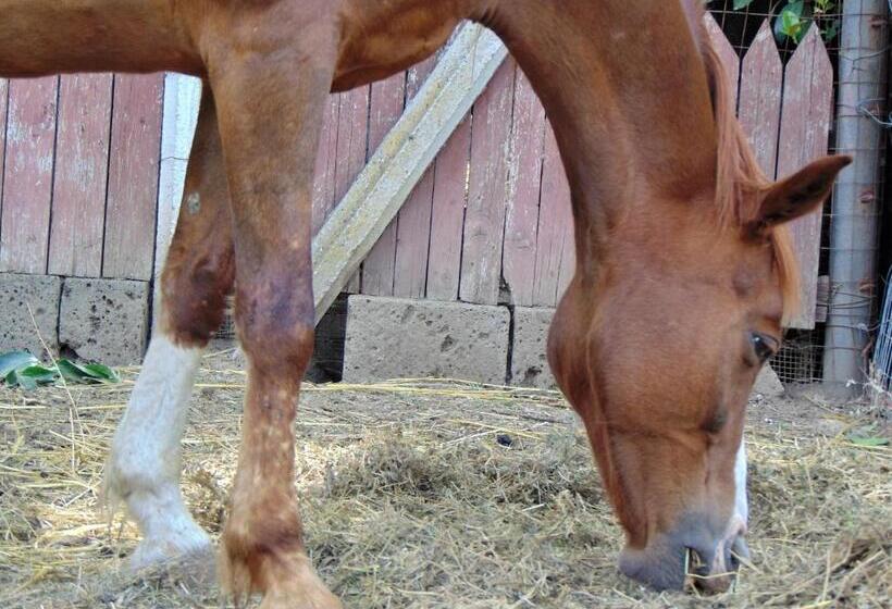 مبيت وإفطار Casale Rurale